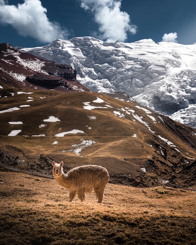Alpaca in bolivian mountains